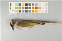 藏品(白頭翁)的圖片